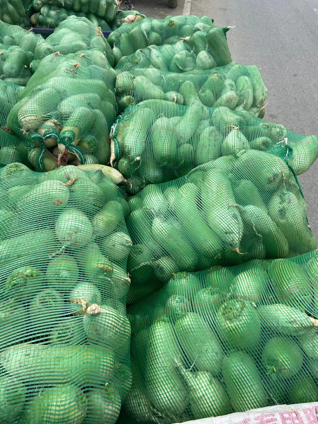 萝卜菜 精品绿玉、791大量供货